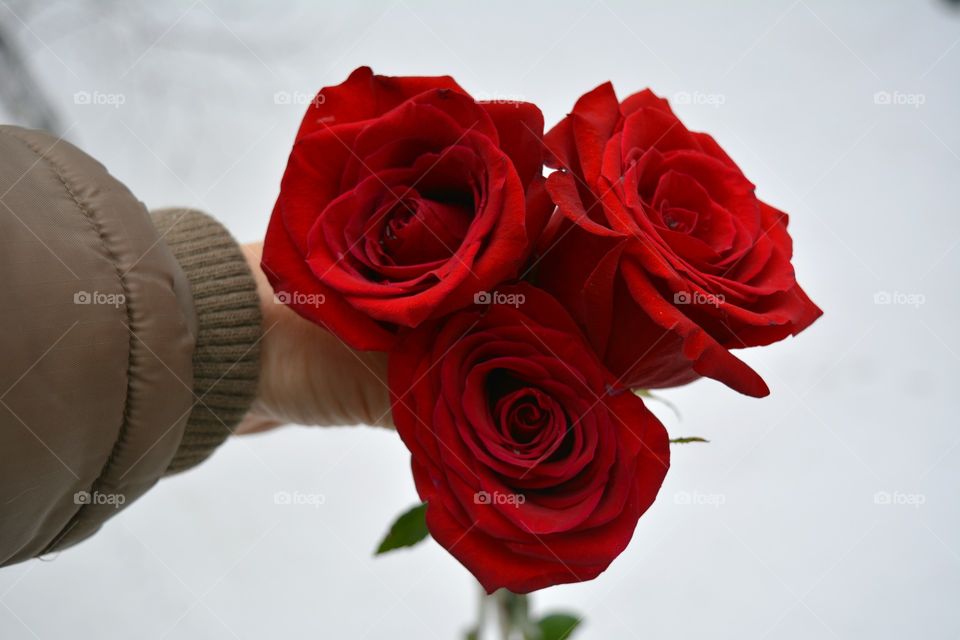 Rose, Love, Wedding, Flower, Romance