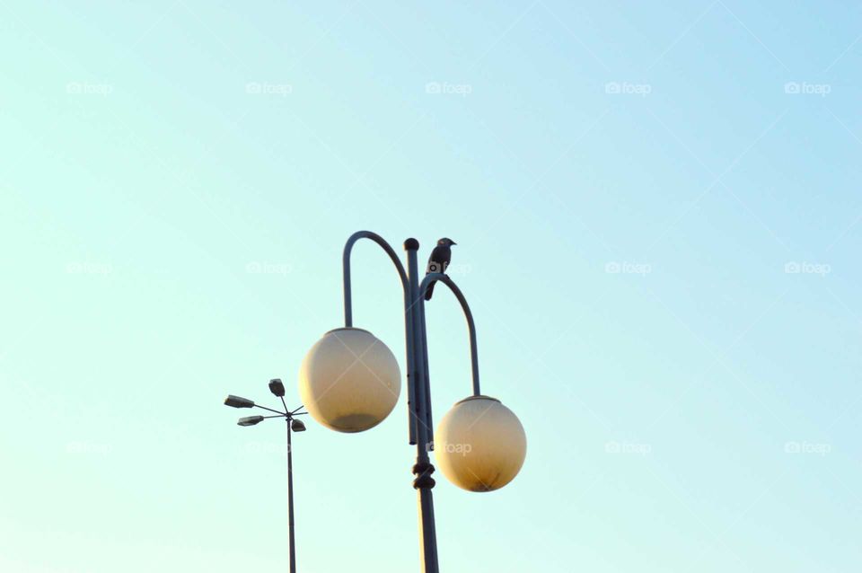 bird sitting on a lamp