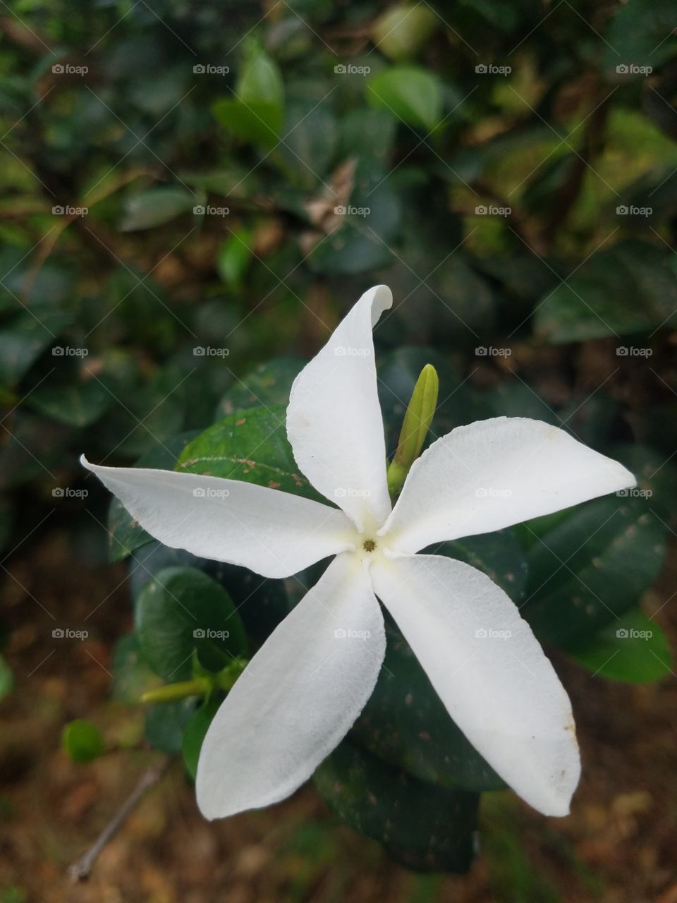 White tropical flower