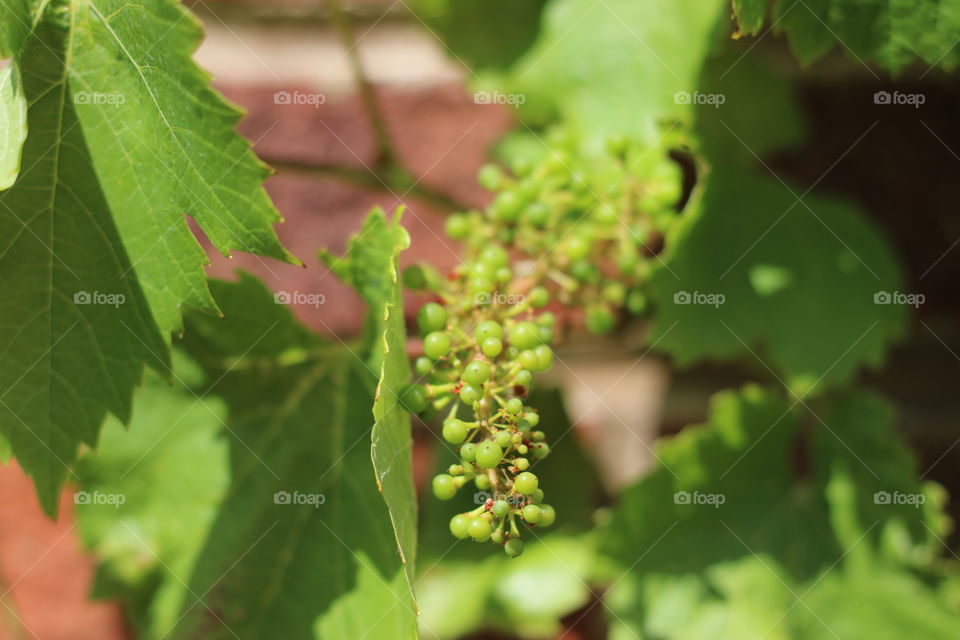 Grapes 