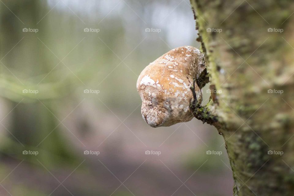 fungus on tree