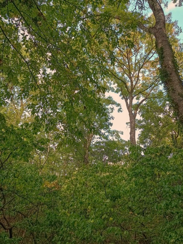 Autumn forest, crowns and branches of trees. The beauty of the forest. You can see the sky through the branches of the trees.
