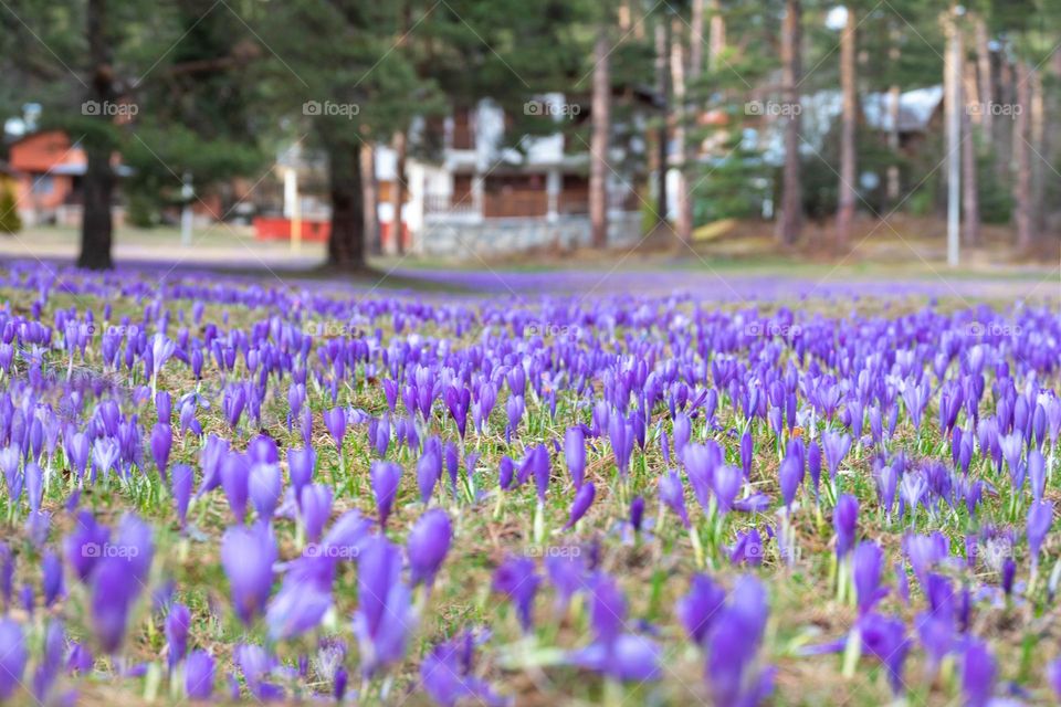 Colors of Spring, Field of Purple Crocuses