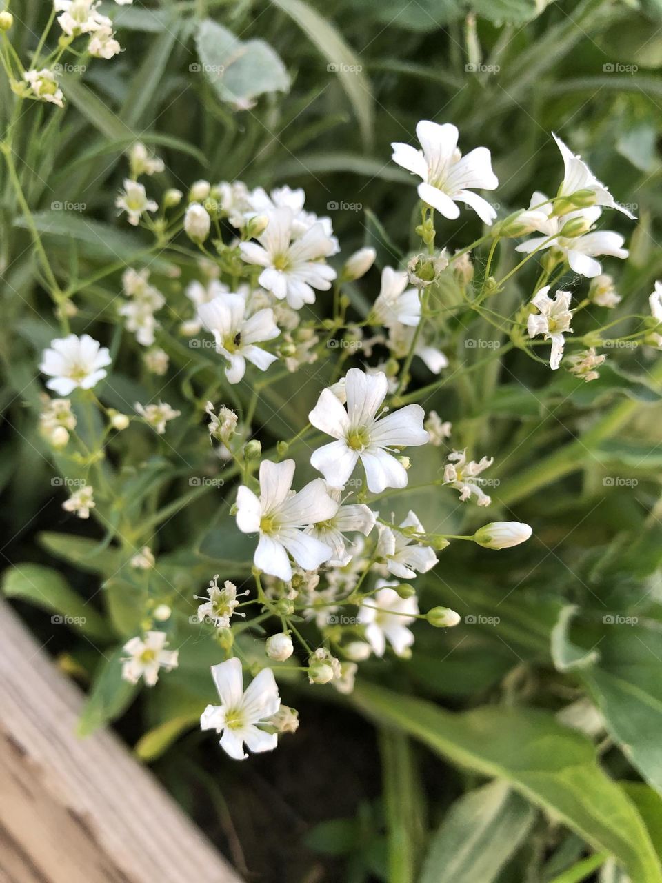 White Flowers 