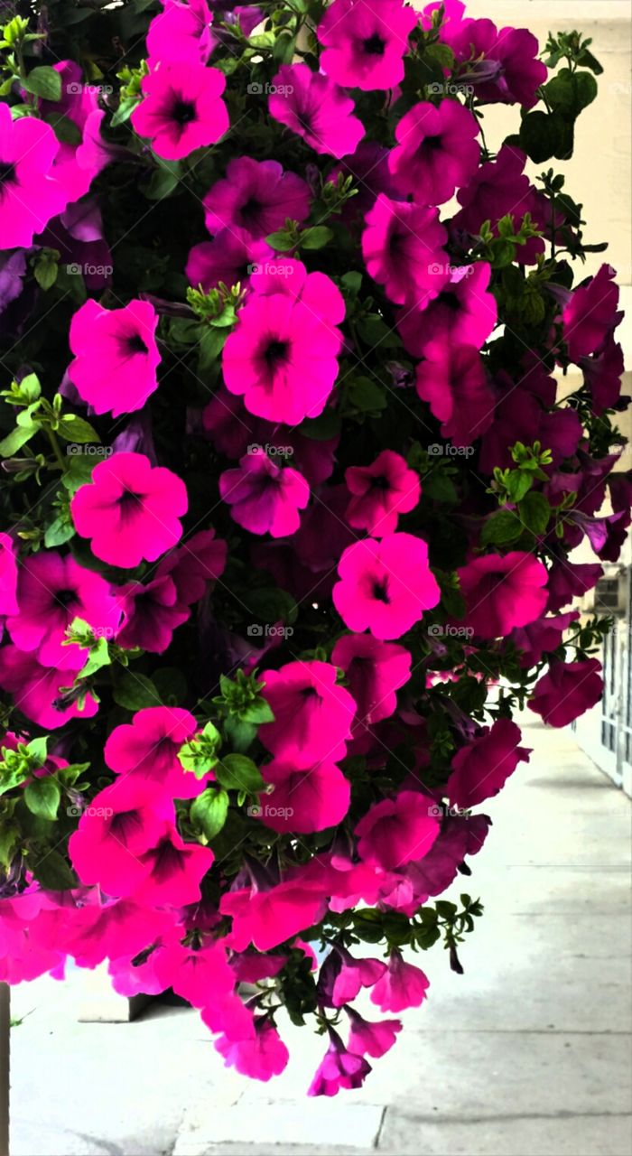 Nature. Hanging Flower Basket