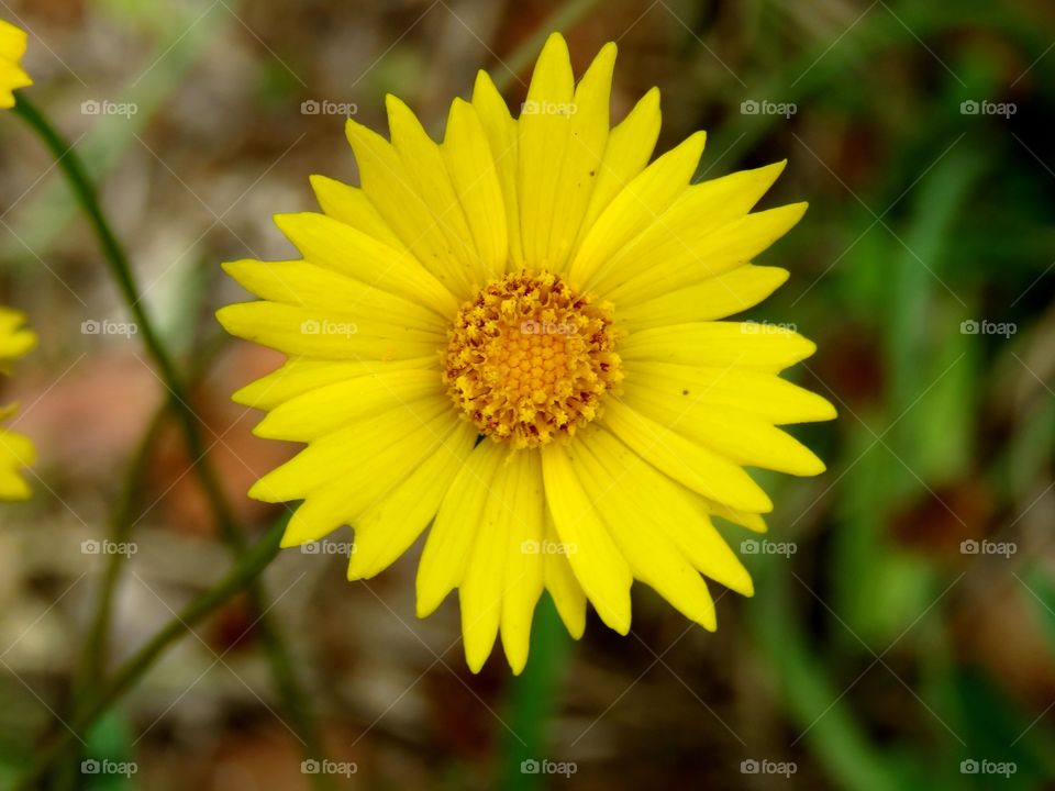 closeup of yellow flower