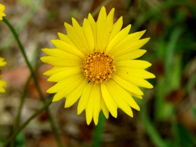 closeup of yellow flower