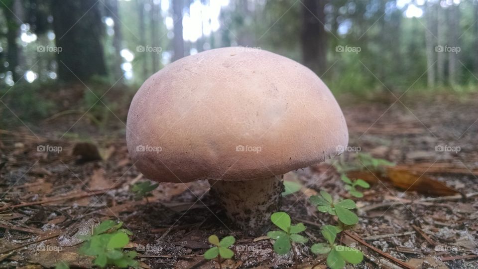 Mushroom. 1UP