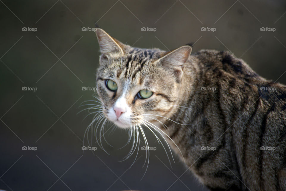 Missy Meow looking adorable with black hair on the tips of her ears and wave like whiskers.