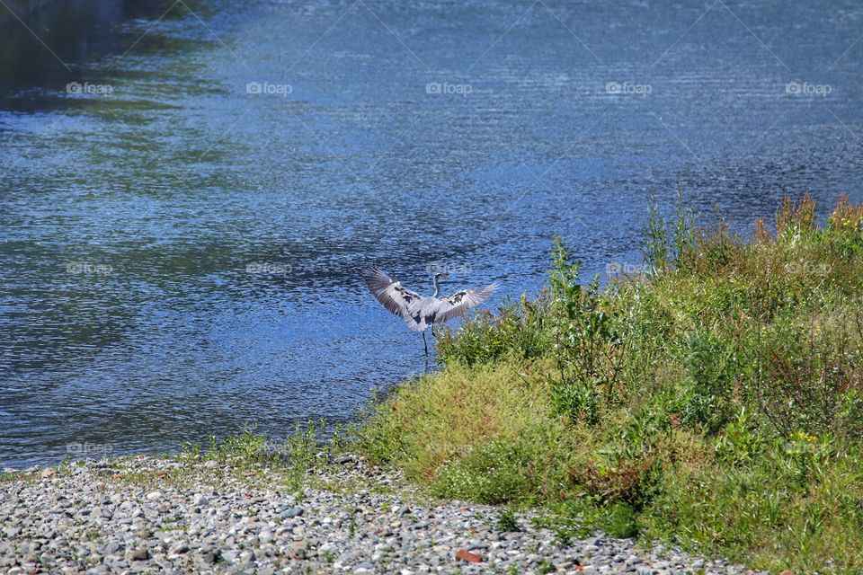 In the river 