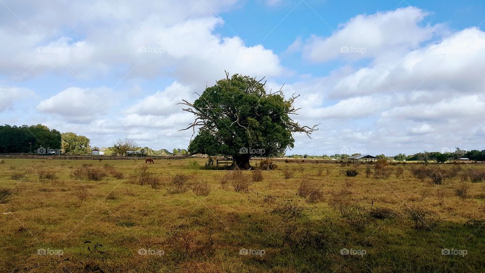 lonely camphor tree