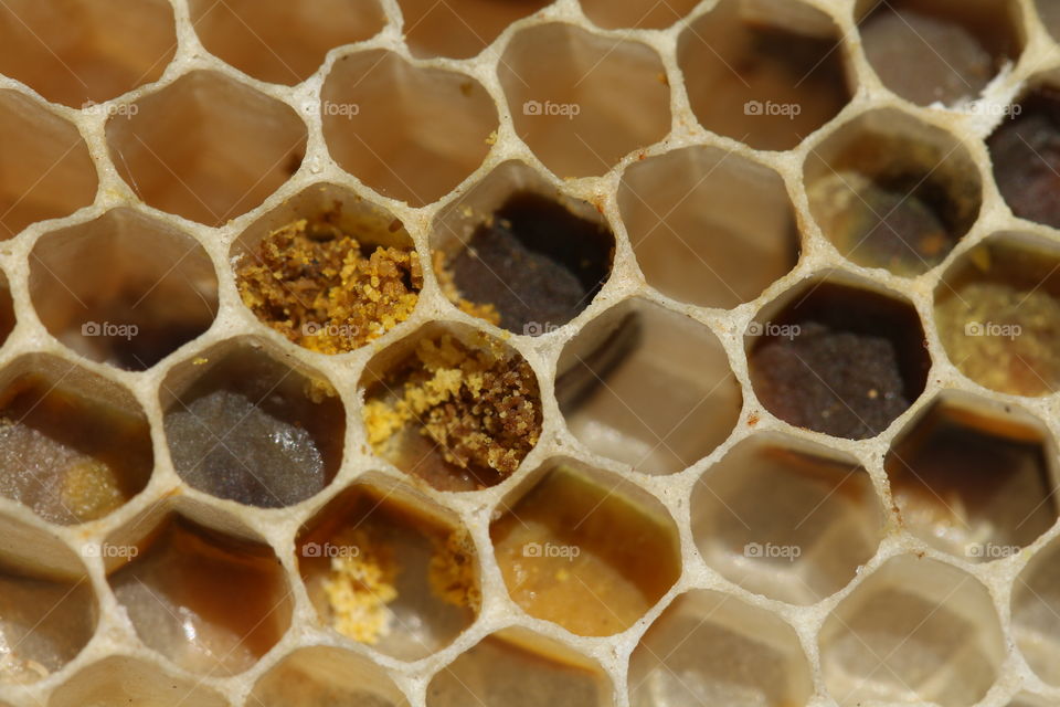 honeycomb