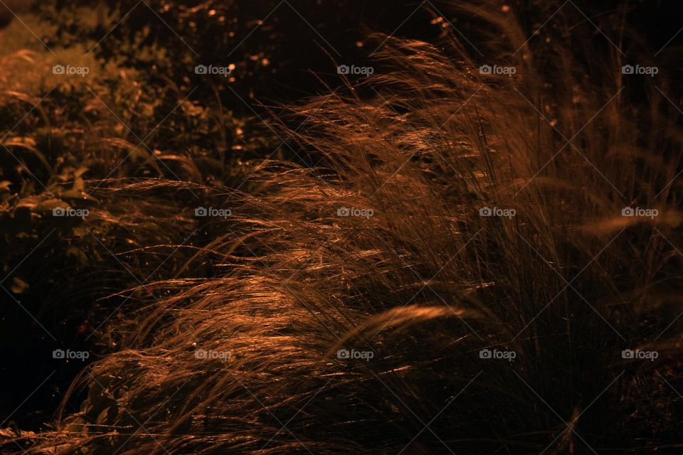 Golden Grass
Background for Your Text and Design