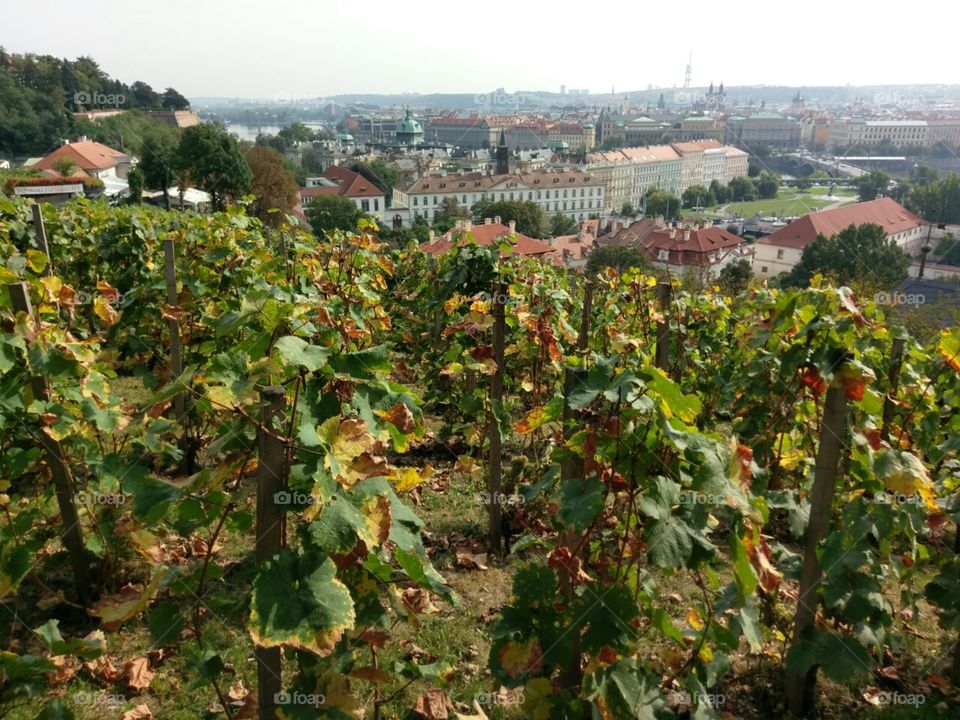 vineyards in Český Krumlov