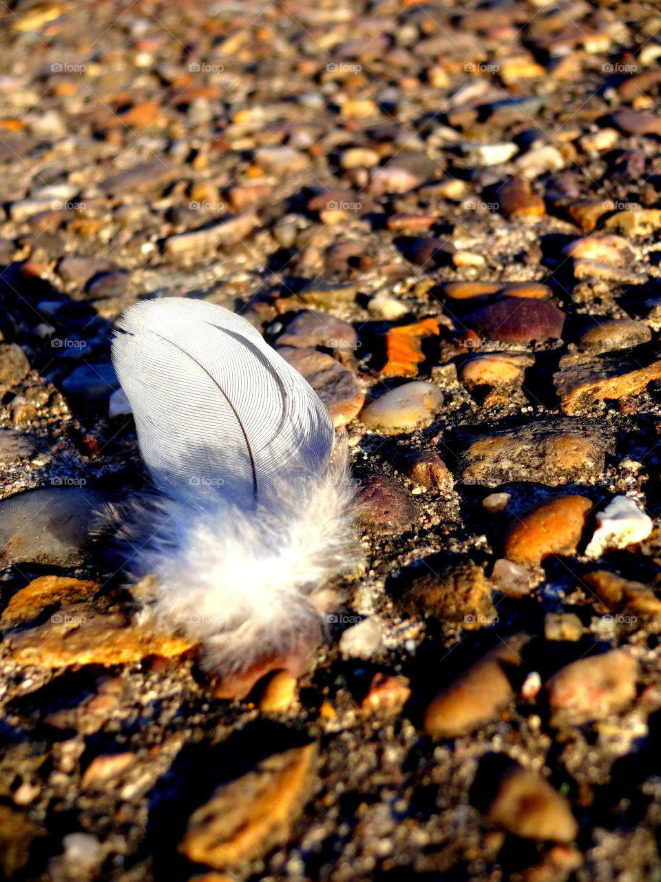 feather in macro