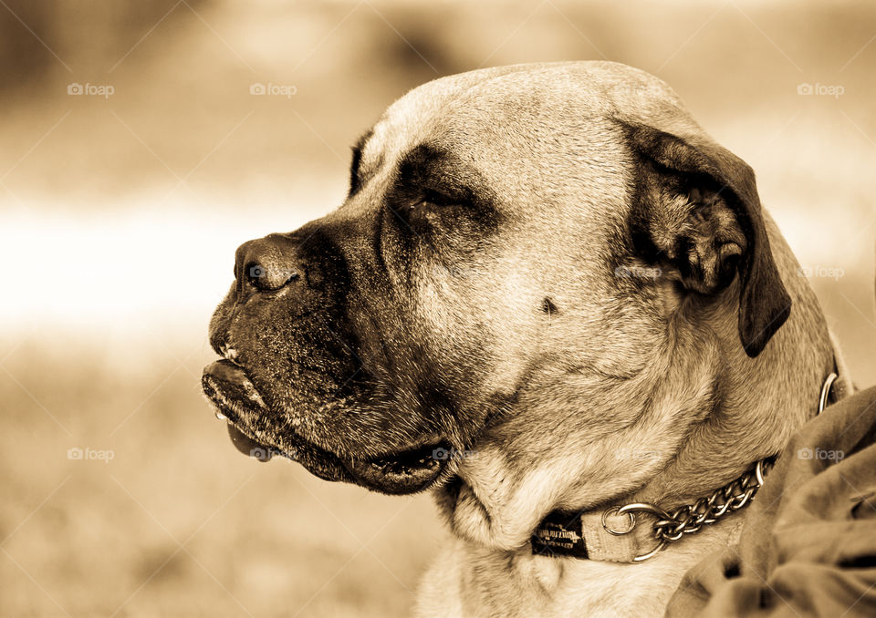 Furry friends! Image of dog looking into the distance