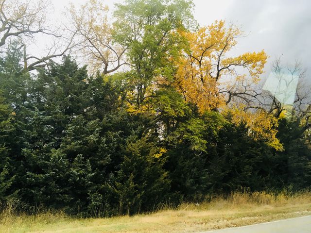 Landscape, Tree, Nature, Wood, Season