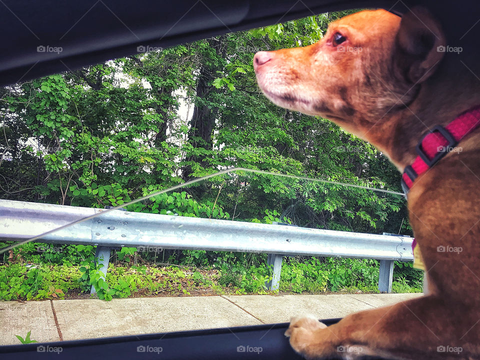 My dog sticking his head out the car window 