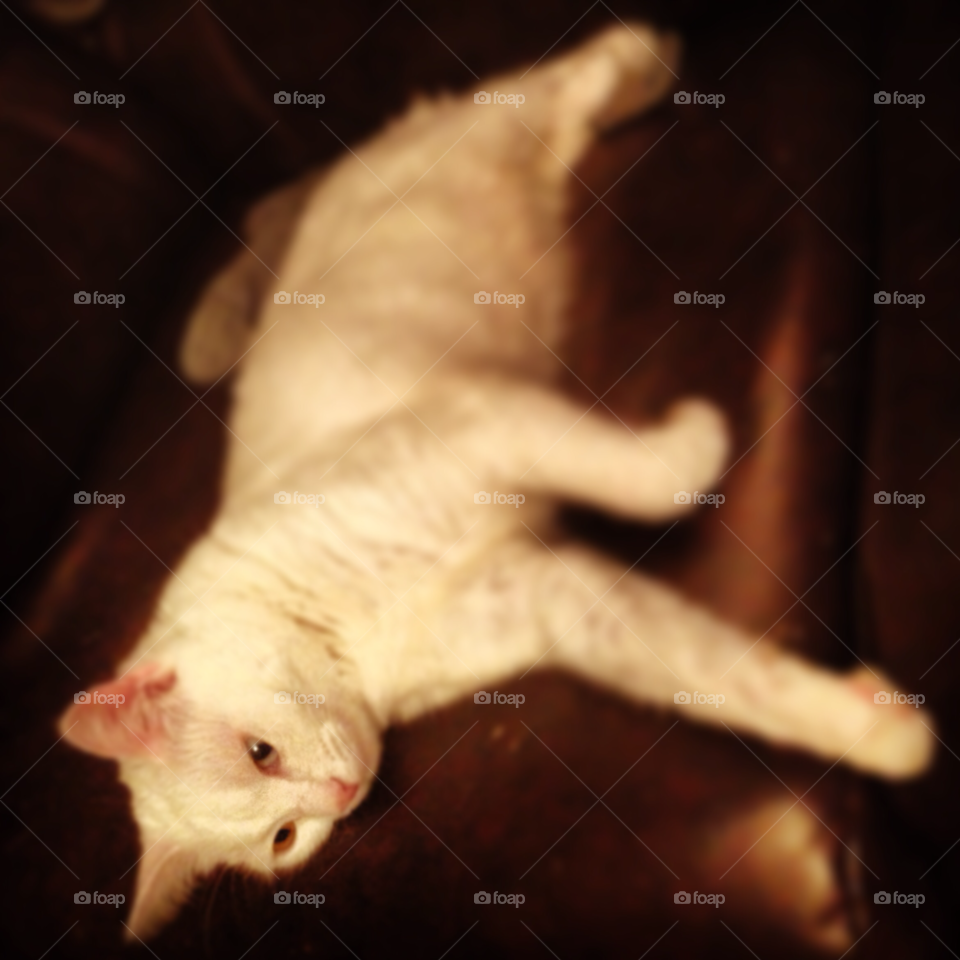 white cat animal cute by byg