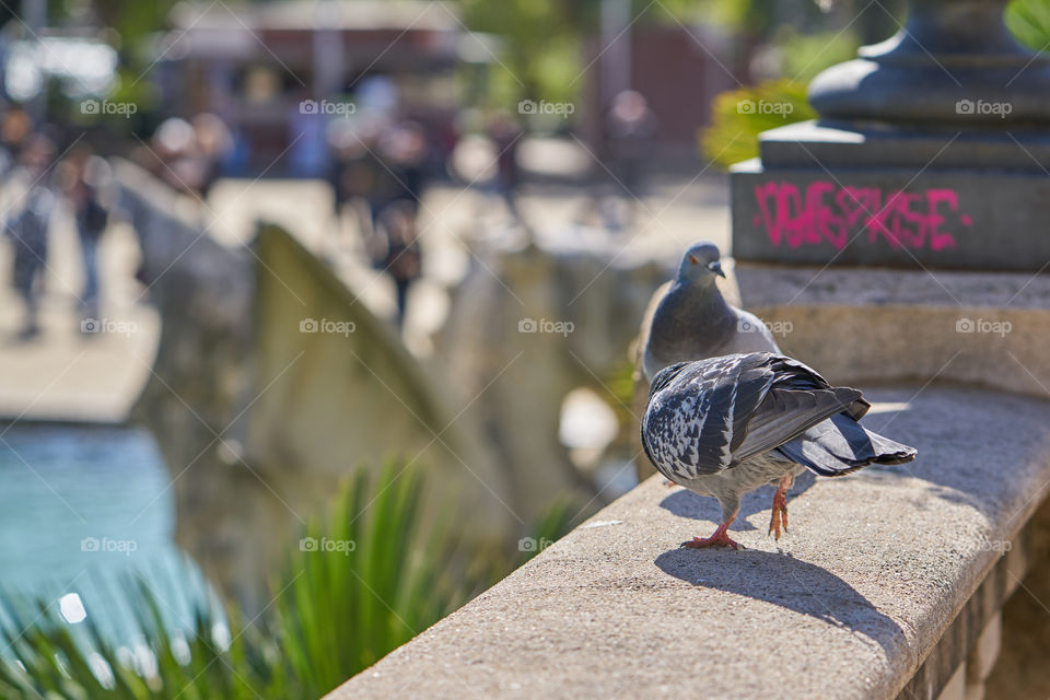 Pigeon