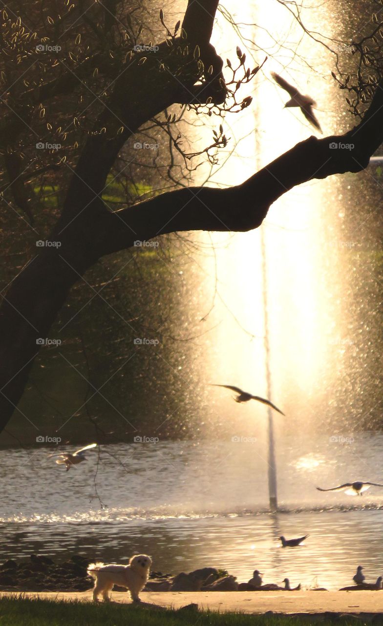 seagull in magical landscape