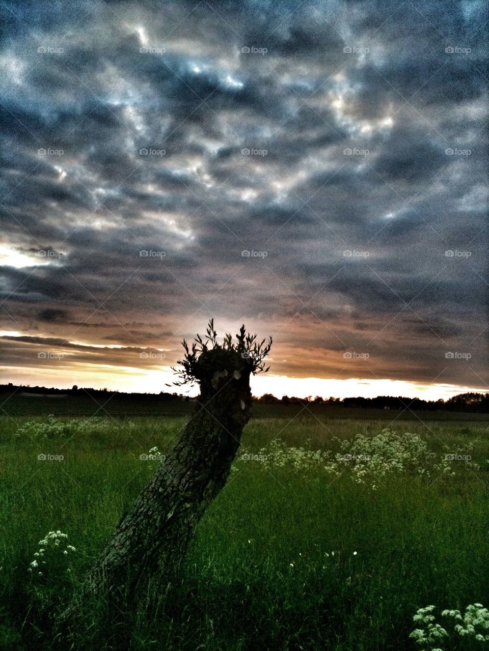 Willow tree in the spring