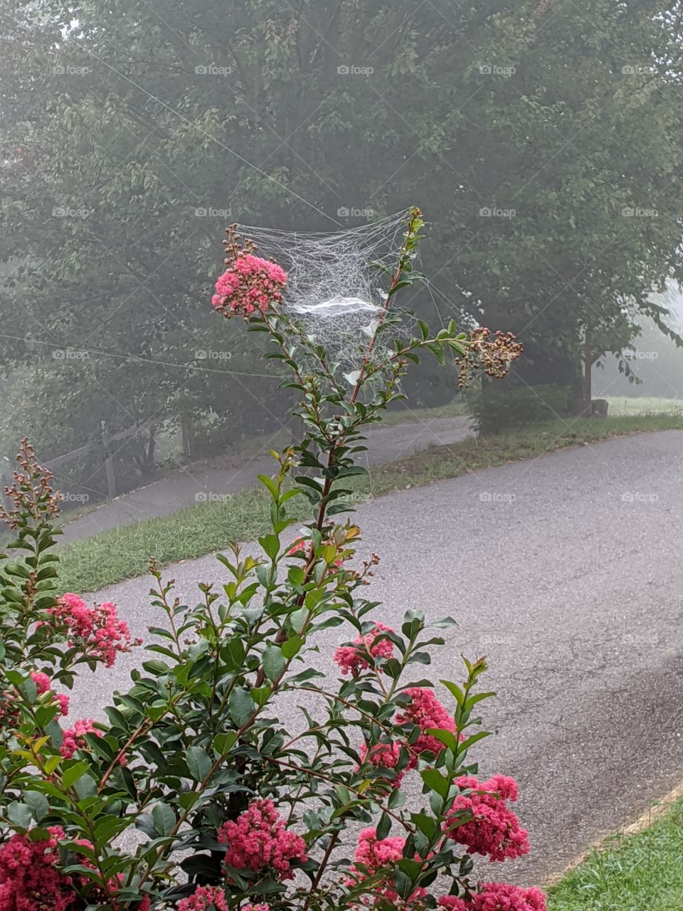 Crepe Myrtle with some Spidey Sense