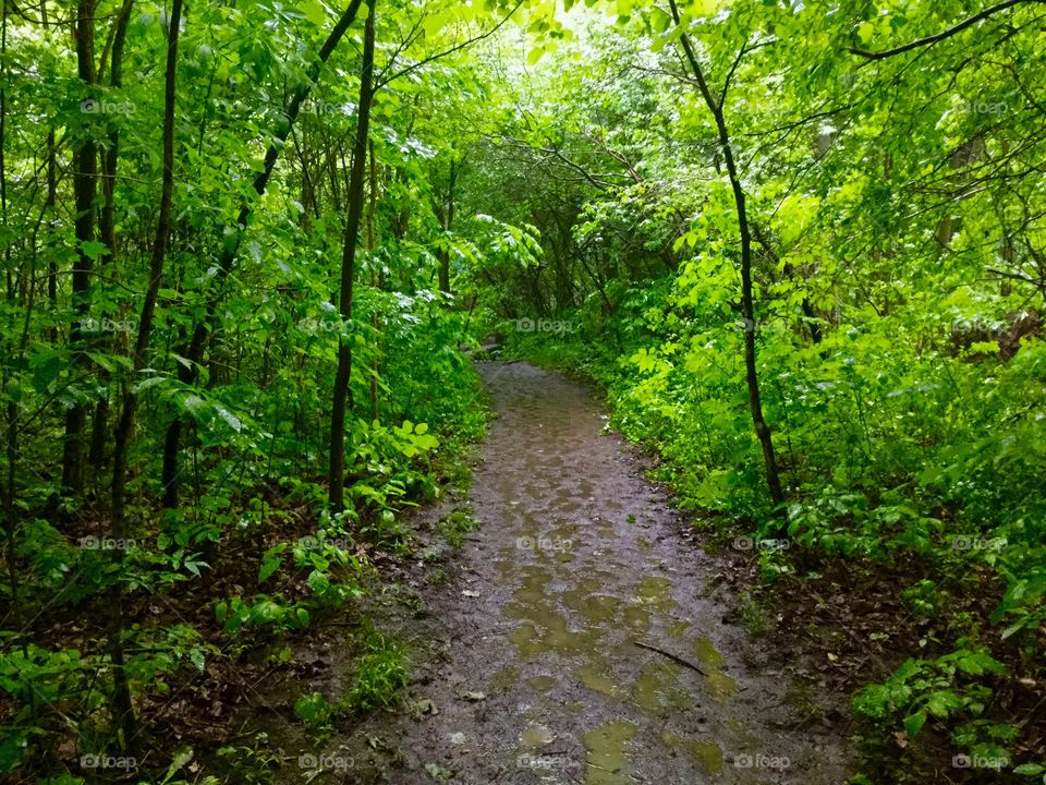Trail in the woods 
