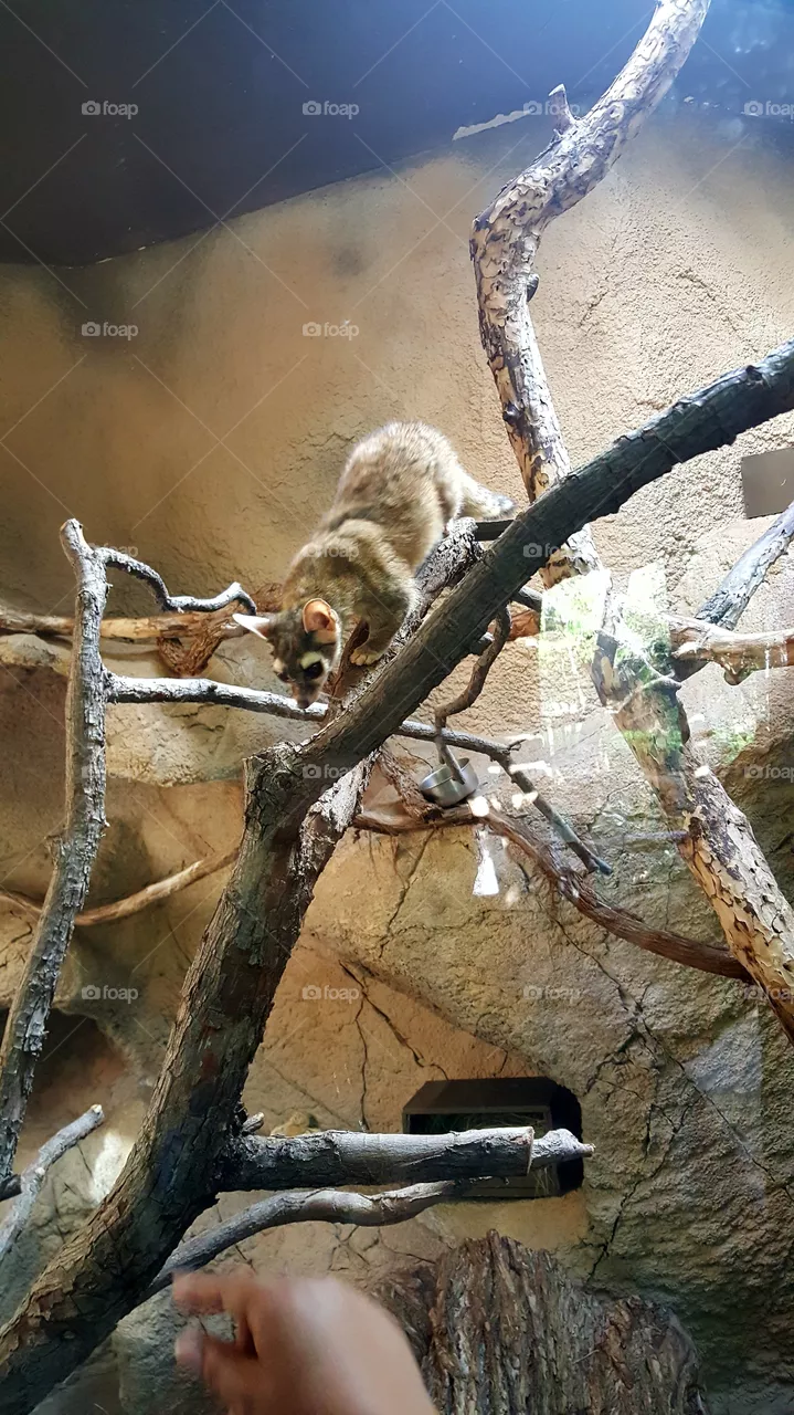 zoo