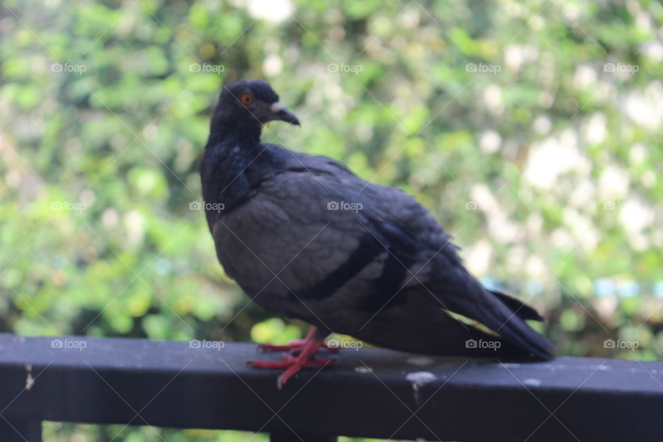 intelligent pigeon taken in a hotel room in.bangkok