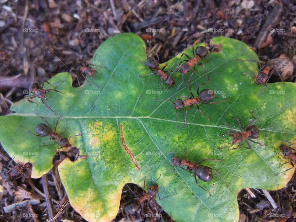 There is an ant hill close to my house.  The weather has been nice so the ants have been very busy and active. I noticed that many ants makes an interesting sound.