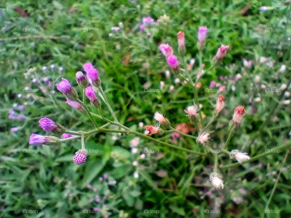 grass flower