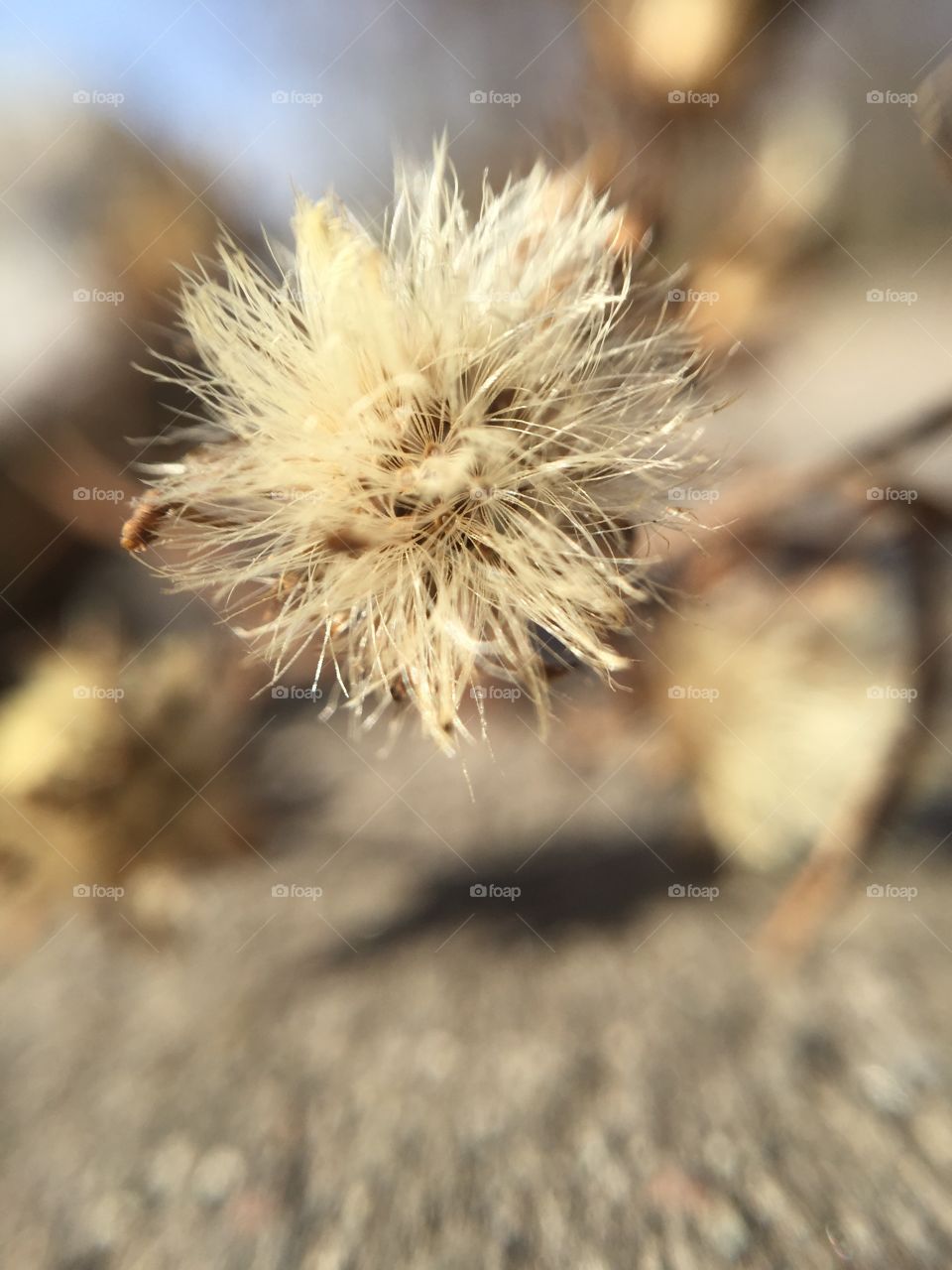 Macro weed fluff
