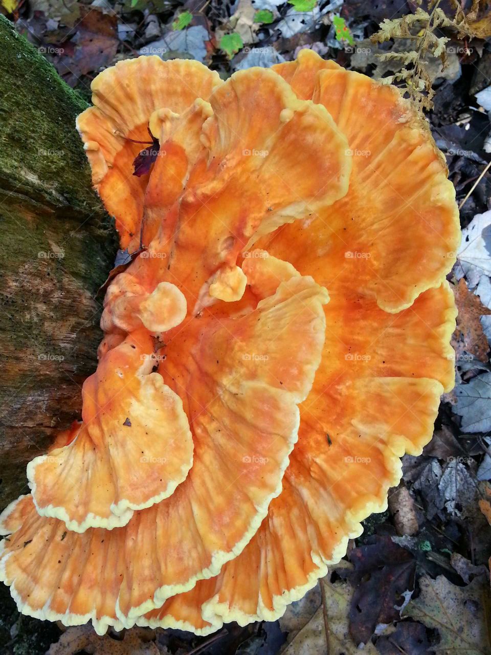 Brilliant Fungi