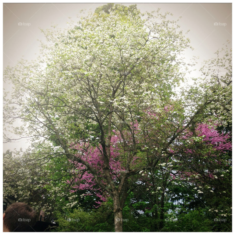 spring flowers outdoors tree by Nannon87