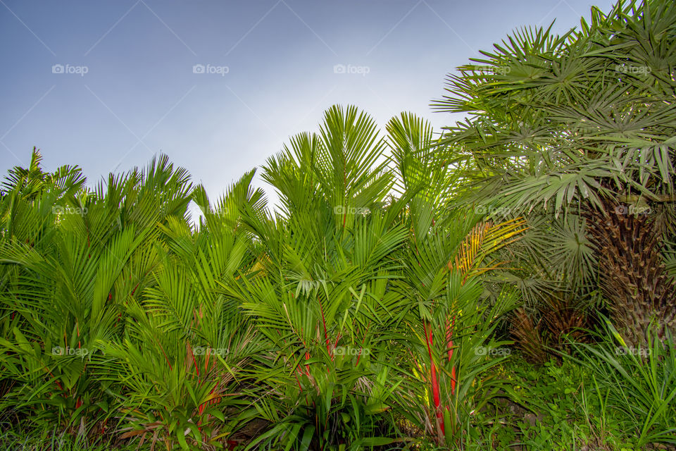 palm garden