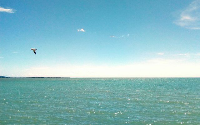 Seabird on the move