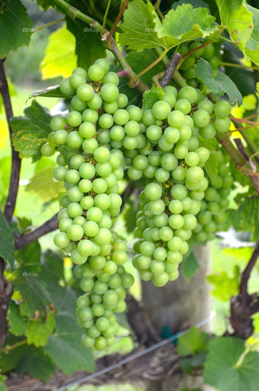 Vineyard grapes 2