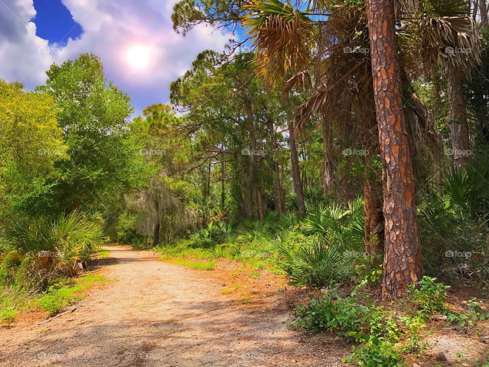 The sun shines bright in the tropical woodland as we walk on the sunlit trail.