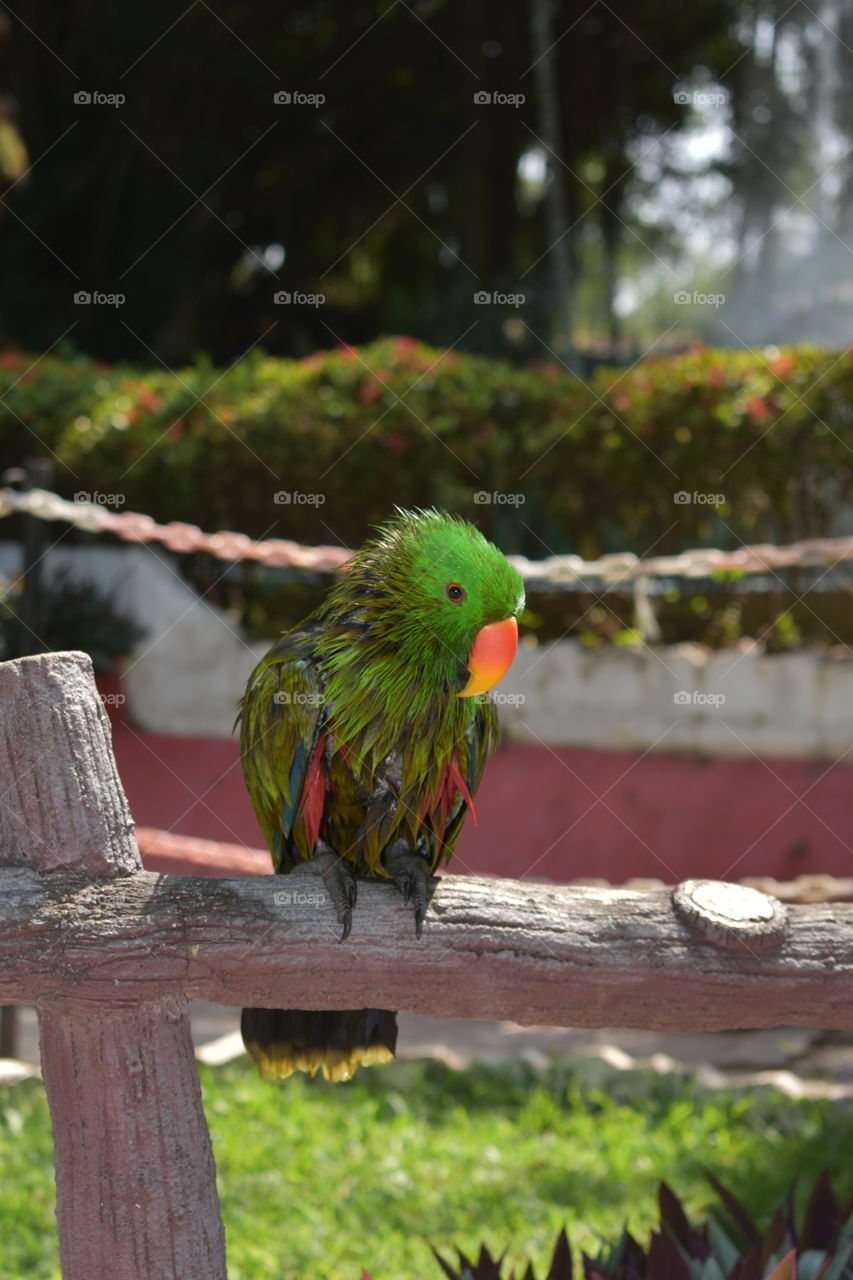 Lovely beautiful parrot in the nature