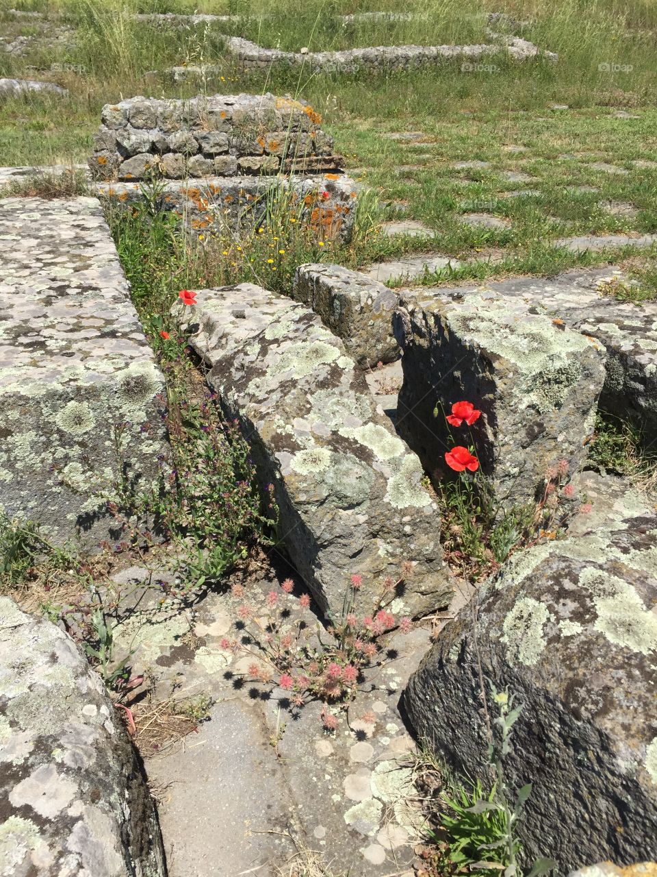 Flowers and Stones