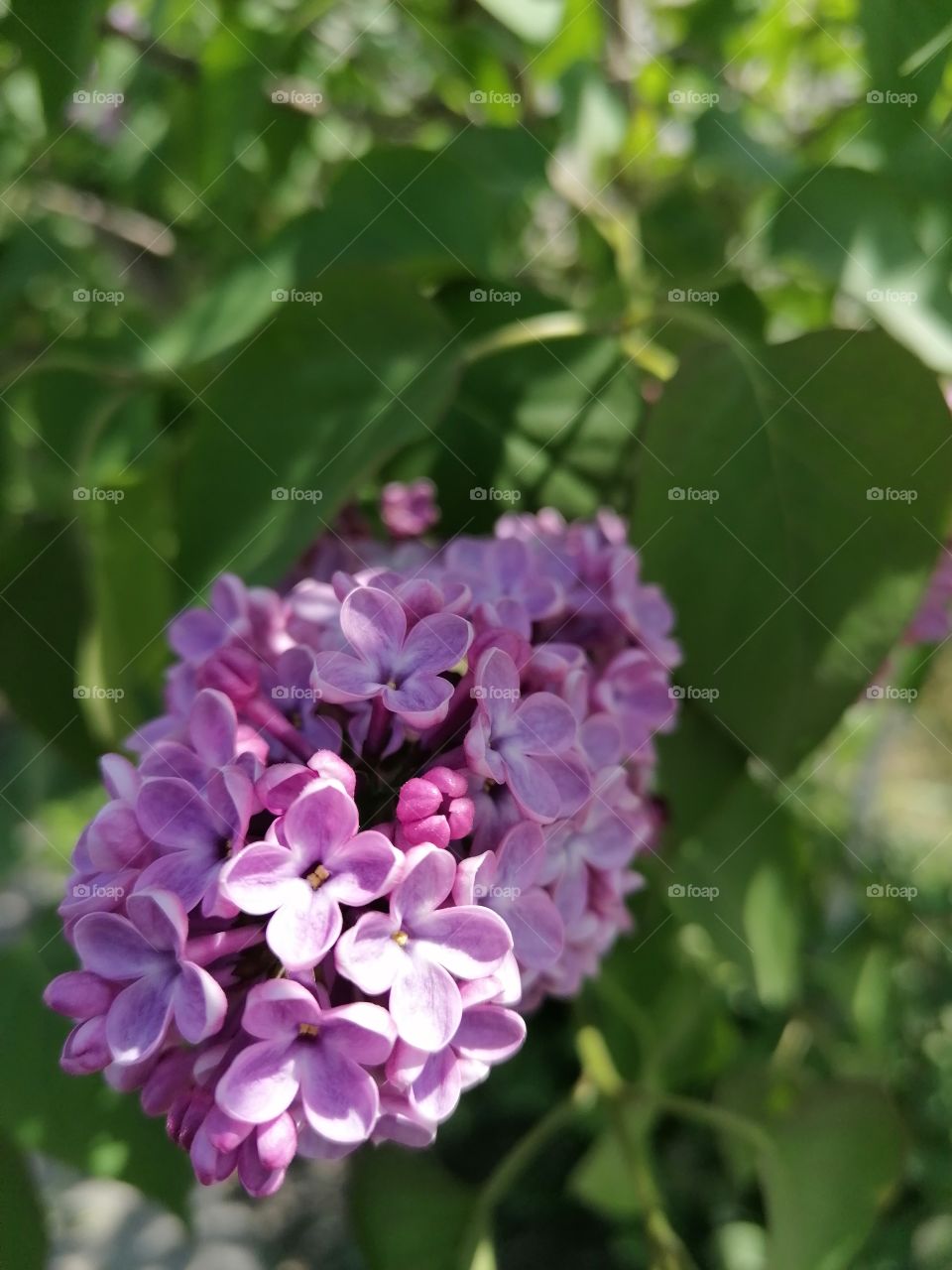 Blooming lilacs, an incredibly beautiful and delicious smelling sight