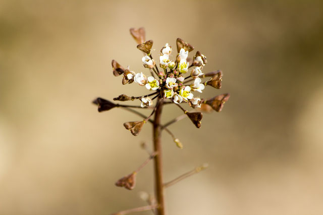 Close-up of flowers