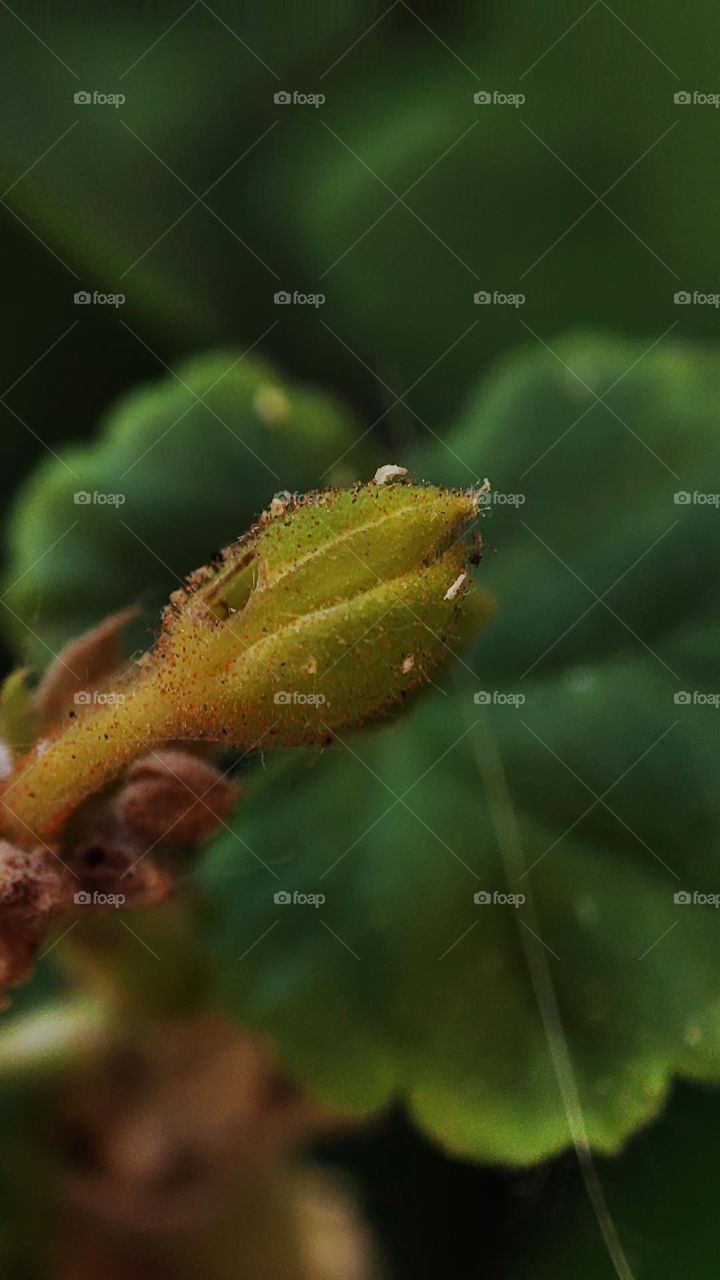 Macro photo of green grass growing in the garden