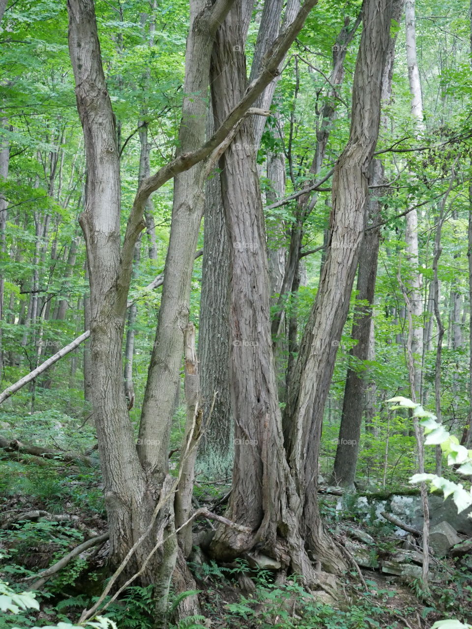 Tree's of The Great Allegheny Passage Trail in Fort Hill Pennsylvania