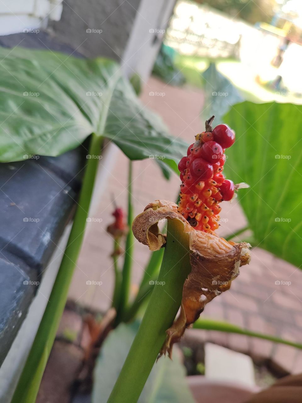 Alocasia brisbanensis