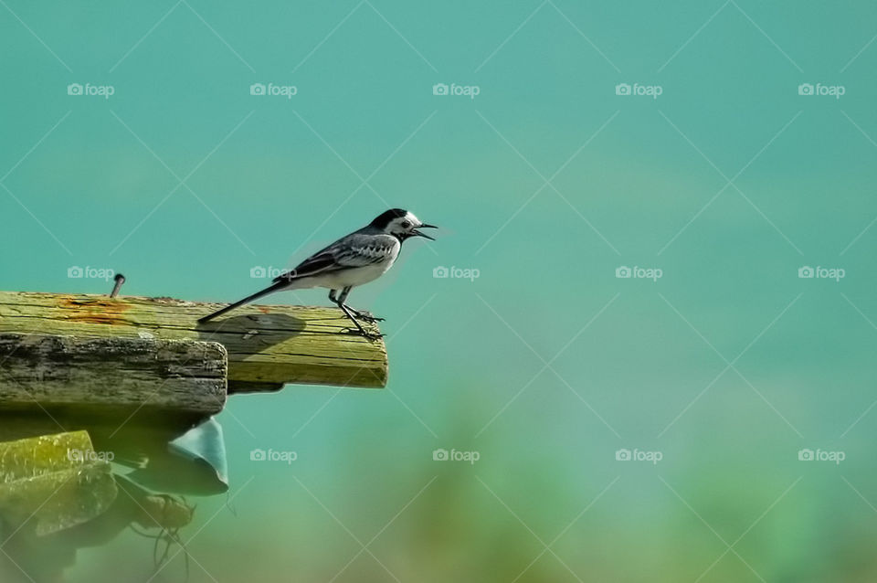 White wagtail