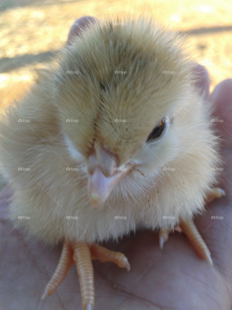 little chick