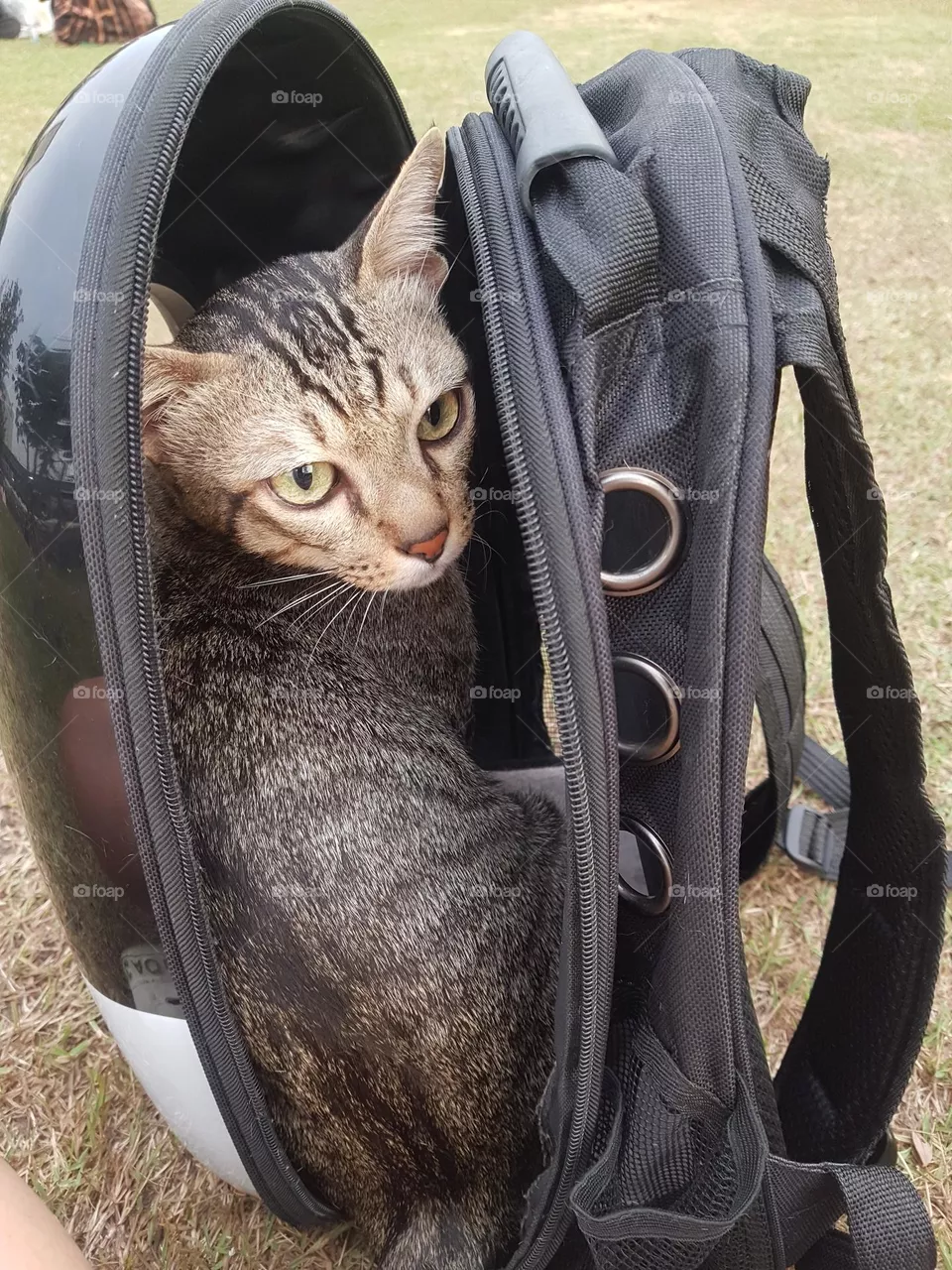 cat bad mood