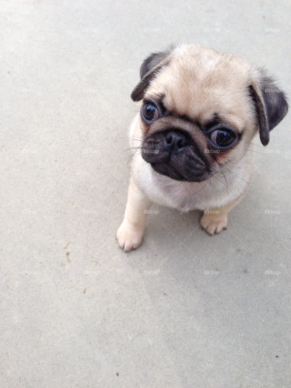 puppy pug dog animal by melody